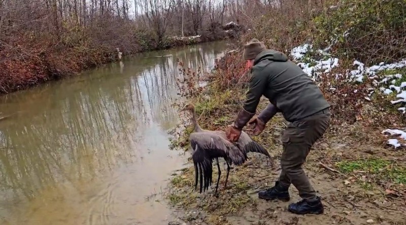 Kastamonu'da yaralı ve bitkin halde bulunan turnanın tedavisi tamamlandı. Doğal yaşam alanına kavuşturuldu - Resim: 3