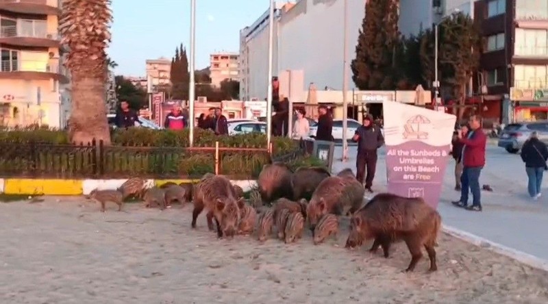 Aydın'da 10'larcası teker teker inmişti. Yakın bir tarihte 100'lercesi de teker teker inecek. Aydın'dan tüm Türkiye'ye hayvanla ilgili acil bir uyarı verildi - Resim: 3