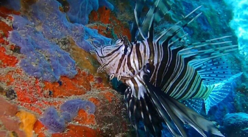 Hint kökenli istilacı 12 metrede ortaya çıktı, dikenleriyle yaklaşanı uzak tutuyor - Resim: 4