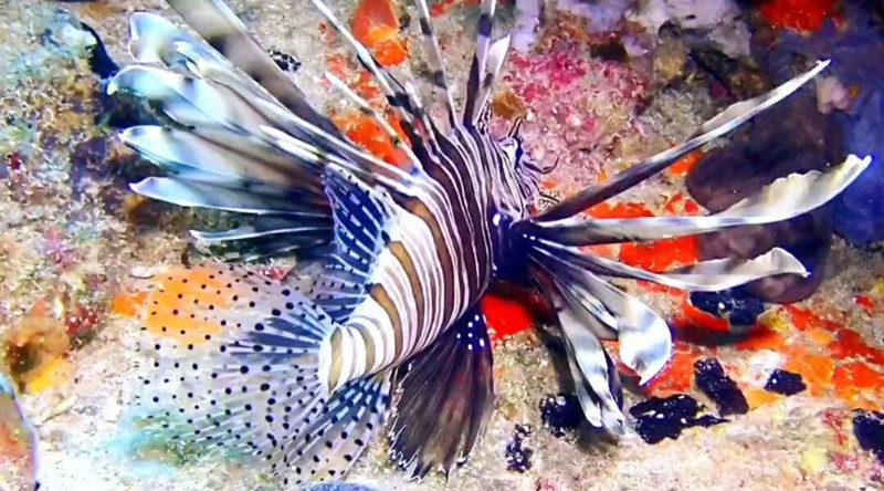 Hint kökenli istilacı 12 metrede ortaya çıktı, dikenleriyle yaklaşanı uzak tutuyor - Resim: 3