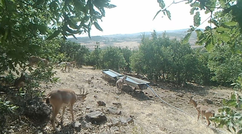 Doğanın zarif varlıkları en doğal halleriyle göründü! Sırayla hareket ettiler - Resim: 2