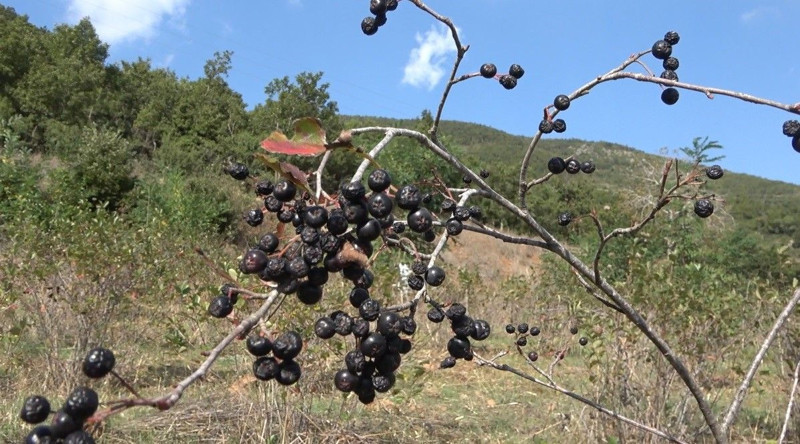 Oğlu tavsiye etti, paraya para demiyor! Kanser ve şeker hastaları akın ediyor! 5 kilodan az alan yok - Resim: 4