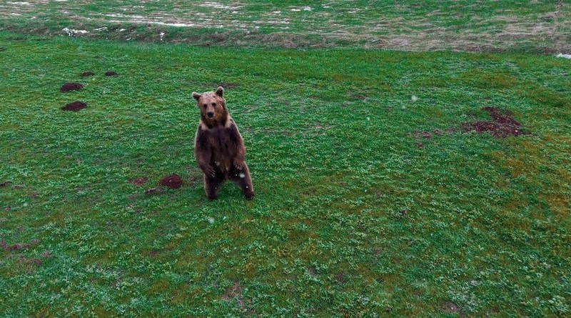 Erzincan'da tek 1 tanesi karlı arazinin ortasından ortaya çıktı. Yakında 200'lercesi Türkiye'nin her yerinden fırlayacak. Yaptığı hareket şaşırttı - Resim: 1