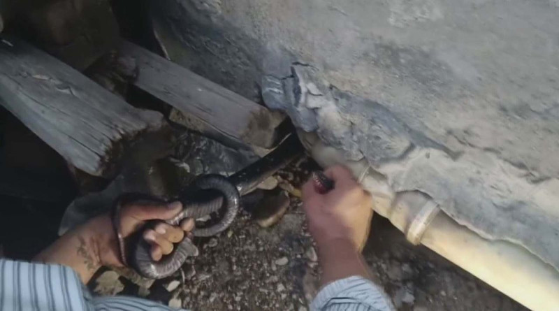 Hatay'da herkesin yaklaşmaya korktuğu deliğe gözünü kırpmadan gitti! 2 tanesini oradan çekip aldı - Resim: 4