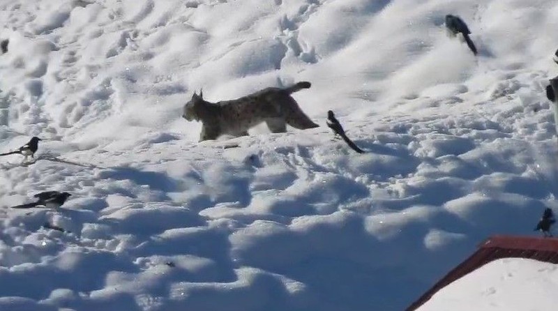 Erzurum'un profesyonel dağcı fotoğrafını çekti. Bir anda buz gibi soğukta karın arasında ortaya çıktı - Resim: 1