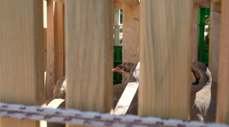 Gümüşhane’de 400’ü havaya, 10 bini suya bırakıldı! Zararlılara karşı sürü halinde eş zamanlı çalışacaklar - Resim: 2