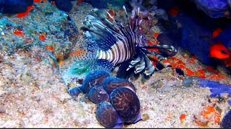 Hint kökenli istilacı 12 metrede ortaya çıktı, dikenleriyle yaklaşanı uzak tutuyor - Resim: 2