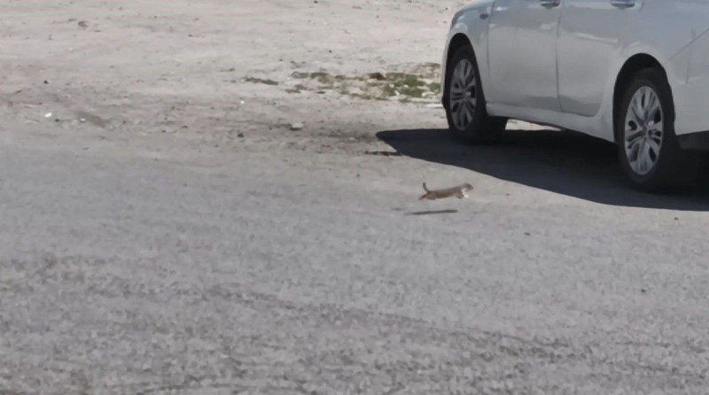 Kars’ta hızla ortaya çıktı, araçların altına saklanıp bir anda gözden kayboldu - Resim: 1