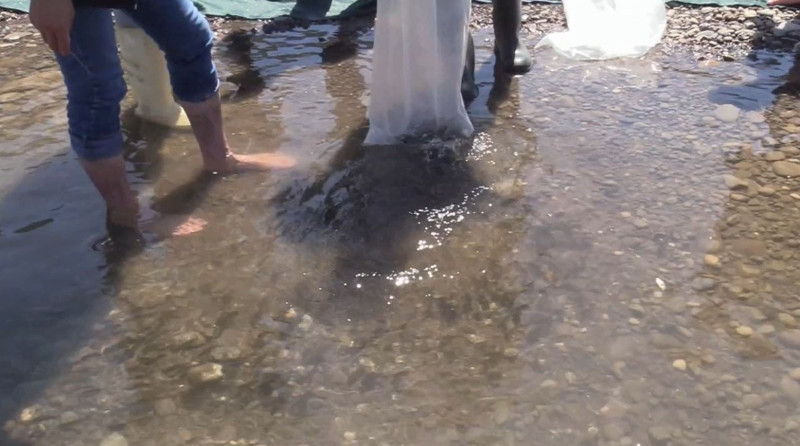 Elazığ’daki göl ve barajlara 5 milyon yavru bırakılacak. İlk aşamada 35 bini salındı - Resim: 2