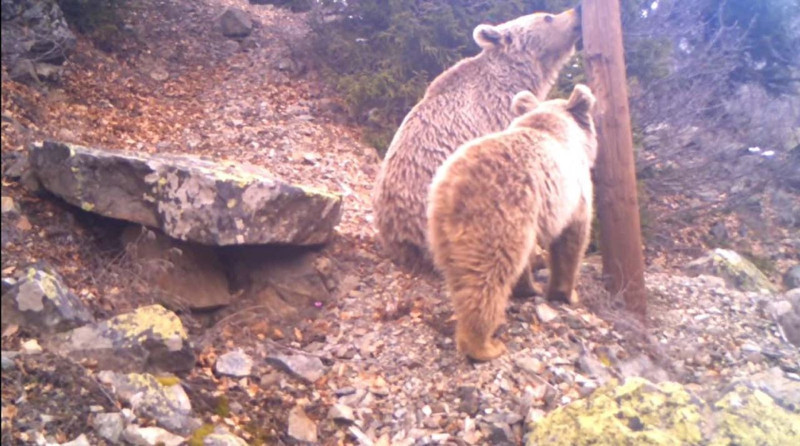 Türkiye'de Ordu, Manisa, Tekirdağ, Ankara için endişelendiren haber! Uzmanlar 2'şer 3'er görülmeleri korkutucu dedi - Resim: 3