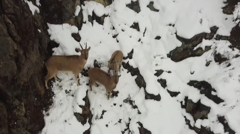 Erzincan'da -11 derece dondurucu soğukta doğanın müthiş hayvanının görüldüğü yer şaşırttı! Harika manzarayı daha da güzelleştirdi - Resim: 2