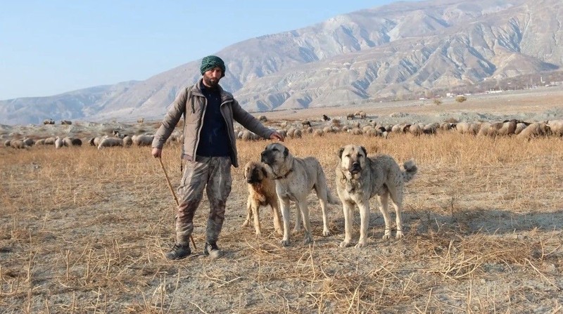 Erzincan'da 3000'lerce koyun besleyen besici "Türkiye için korkunç gerçek" diyerek açıkladı! Bölgede o durumu fark edince en yetkili kişiye koştu - Resim: 1