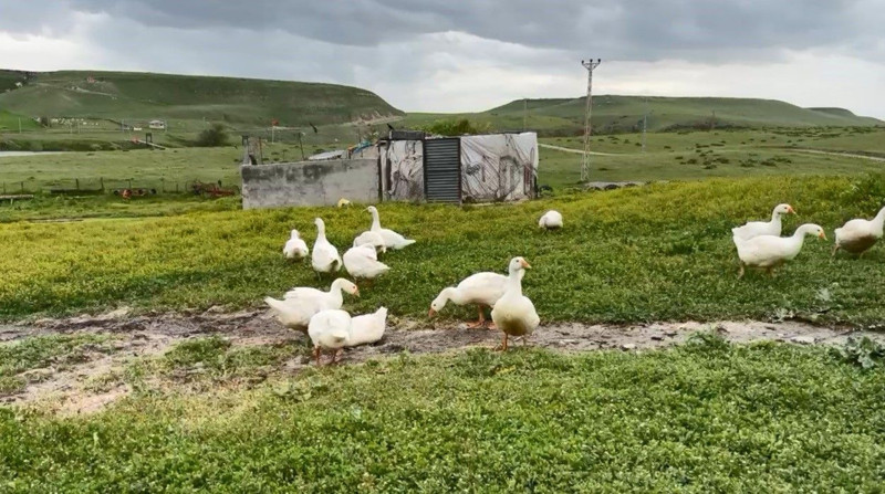 Kars'ta 10.000'lercesi var çok değerliydi ama şimdi o hayvan daha değerli hale geldi. Bir anda 4 bin 500'e fırladı - Resim: 2