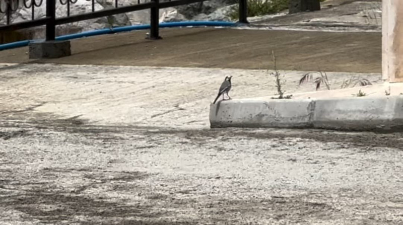 Artvin’de doğada bıraktığı iş makinesini çalıştırmaya giden operatör, fark ettiği detayla birlikte resmen dondu kaldı! 5 tanesi içeride duruyordu - Resim: 6