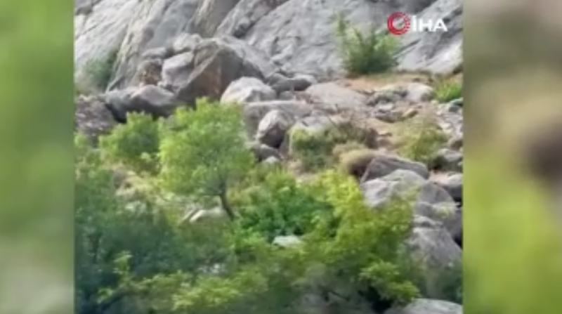 Sarp kanyonun zirvesinde aynı anda ortaya çıktılar! Yaklaşmak imkânsızdı - Resim: 1