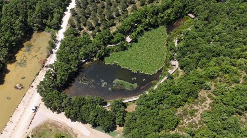 Çanakkale'de doğada ondan 1 tanesini bile görürseniz yaklaşmadan uzaktan bakın. Dokunanlardan söke söke 557 bin 212 alınıyor - Resim: 1