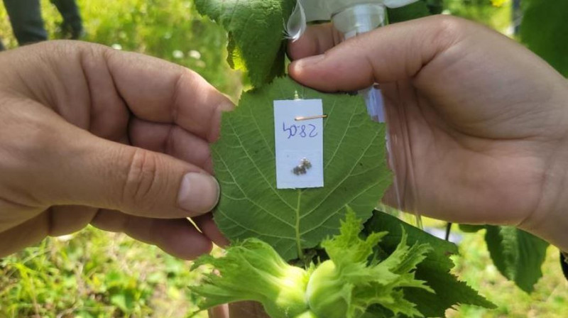 Kastamonu'da haftada bir çırpıda 200.000 ile çoğalan istilacı hayvana karşı hazırlık sürüyor. 5.000 yeni tanesi doğaya salındı - Resim: 5