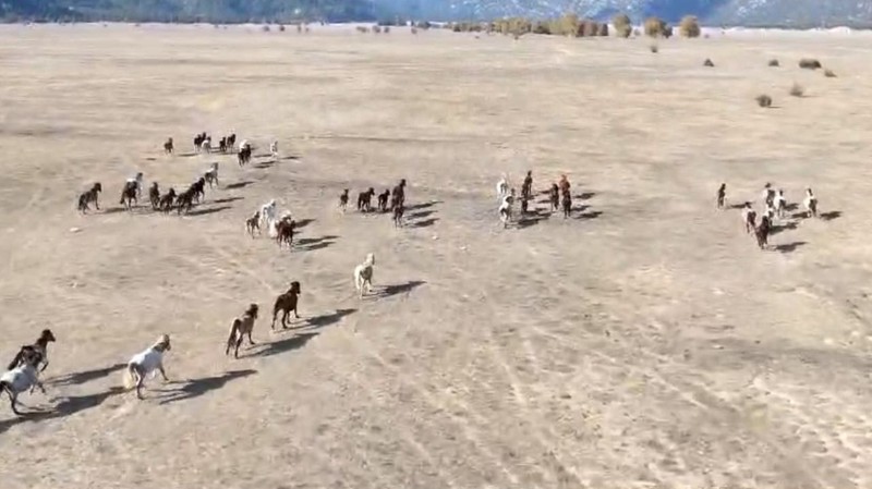 Antalya'da 90 bin dönümlük alanı yurt bilen vahşi canlılar havadan görüntülendi. İlk kez bu kadar kalabalık bir sürüyle görüldü - Resim: 3