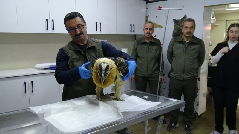 Artvin’de köylüler köy içinde nadir gördükleri hayvan karşısında şaşkına döndü. 5 kilogram ağırlığındaydı. Koca tek kanadı kesilmek zorunda kaldı - Resim: 2