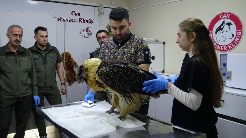 Artvin’de köylüler köy içinde nadir gördükleri hayvan karşısında şaşkına döndü. 5 kilogram ağırlığındaydı. Koca tek kanadı kesilmek zorunda kaldı - Resim: 3