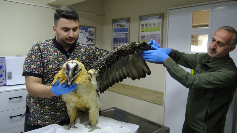 Artvin’de köylüler köy içinde nadir gördükleri hayvan karşısında şaşkına döndü. 5 kilogram ağırlığındaydı. Koca tek kanadı kesilmek zorunda kaldı - Resim: 4