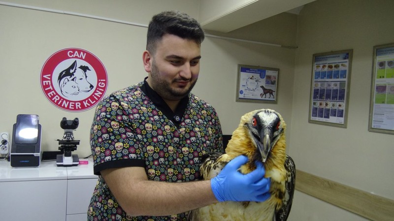 Artvin’de köylüler köy içinde nadir gördükleri hayvan karşısında şaşkına döndü. 5 kilogram ağırlığındaydı. Koca tek kanadı kesilmek zorunda kaldı - Resim: 5