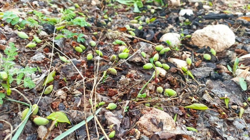 Malatya'da 100'lerce kayısı üreticisine yetkililerden çok önemli uyarı geldi. Üç temel korunma yöntemi önerildi - Resim: 4