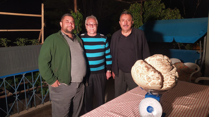 Sivas’a gelen gurbetçi vatandaş, doğada mantar toplamaya gittiği sırada bir anda toprakta onunla karşılaştı. 9 kiloya yakın devasa bir şeydi - Resim: 1