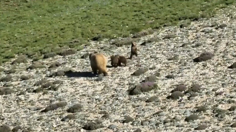 Erzincan'da 550'lerce koyununu otlatmaya çıkaran çoban, koyunların arasında bir anda 1,2,3,4 tanesini birden fark etti! Resmen 4'ünü görünce harekete geçti - Resim: 2