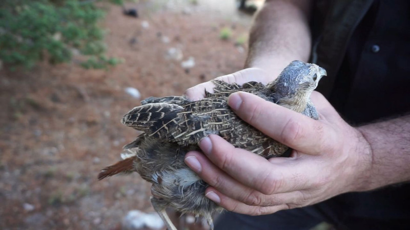 Kayseri, Yozgat, Elazığ, Erzincan, İstanbul, Sivas, Tokat, Çankırı ve Marmara'ya istilacı hayvana karşı güzel haber! 2025 bitmeden 45 bin 250 tanesi salınacak - Resim: 5