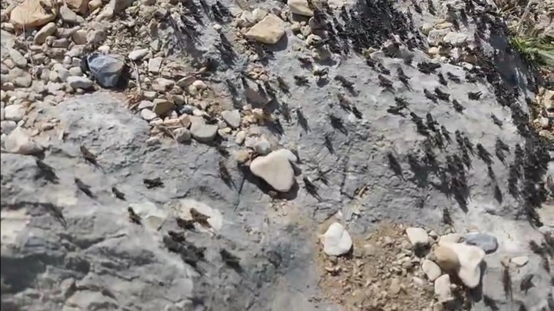 Antalya'da doğadan korkunç haber geldi... 1000'lercesi sağa sola bakmadan tek bir istikamet istilaya başladı.... 1000'lerce ile her yeri kapladılar - Resim: 3