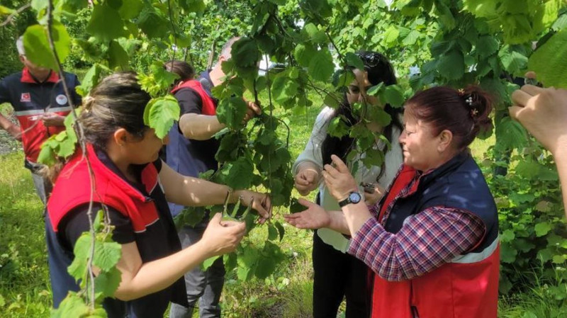 Kastamonu'da haftada bir çırpıda 200.000 ile çoğalan istilacı hayvana karşı hazırlık sürüyor. 5.000 yeni tanesi doğaya salındı - Resim: 1