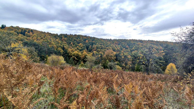 Karabük’te ormanlar sarı ve kızıl tonlara büründü! Kıvrılan yollarla birlikte ortaya büyüleyici manzaralar çıktı - Resim: 1