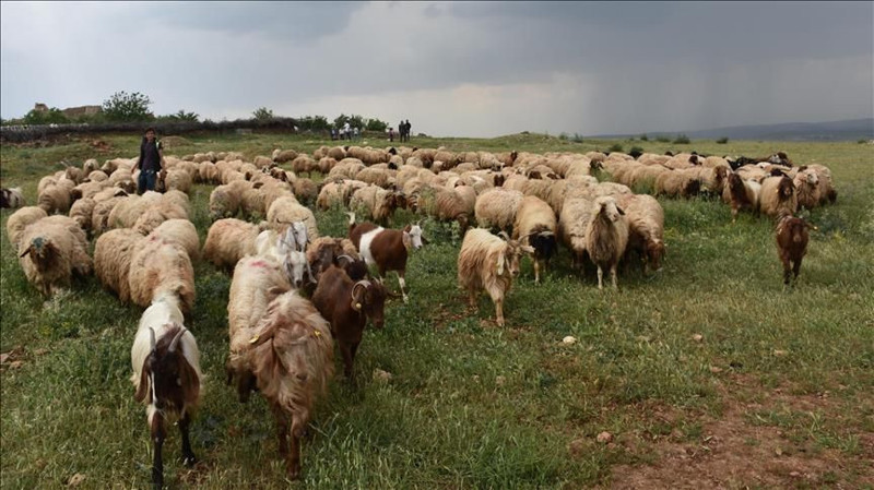 Çiftliklerde kabus gibi bekleyiş! 100'lerce koyun ortadan kaybolmaya başladı - Resim: 10