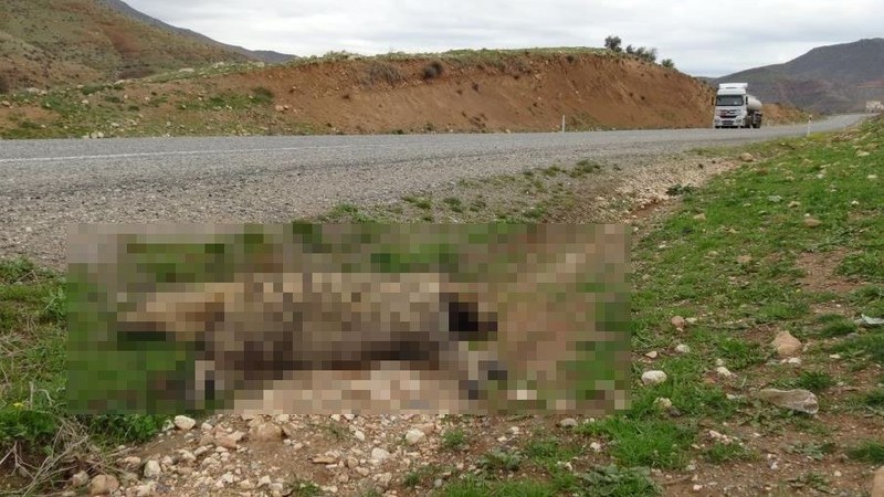 Adıyaman, Batman, Diyarbakır, Gaziantep, Kilis, Mardin, Siirt, Şanlıurfa ve Şırnak'ta aranıyordu... Acılar içinde kıvranarak öldü - Resim: 1