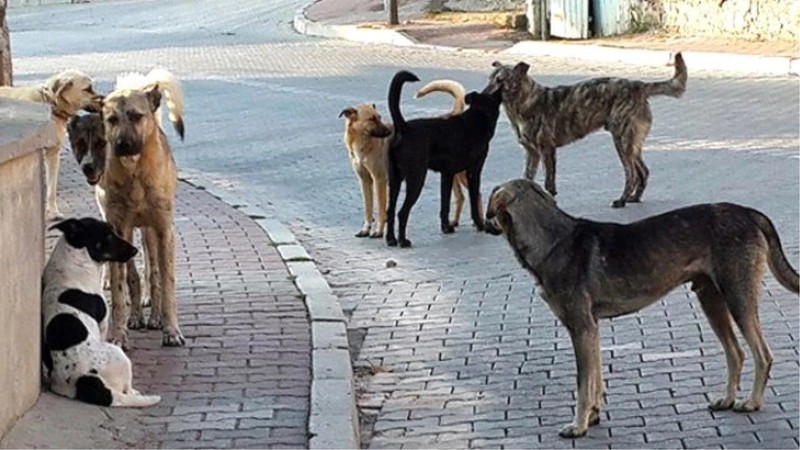 Antalya, Mersin, Isparta'dan sonra bu kez Ankara'da gece sokağa indi. Hiç hayra alamet değil. Bu sefer çöpte karşısına bir rakibi çıktı - Resim: 2