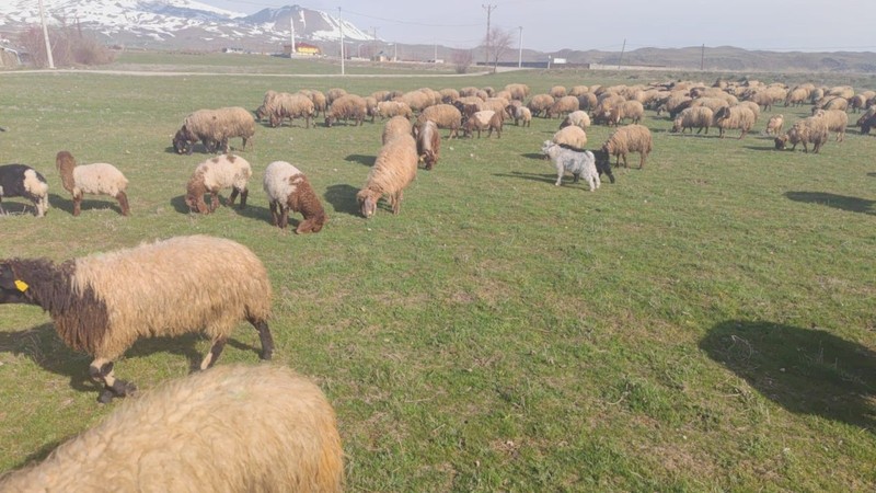 Havalar ısındı koyunların mera mesaisi başladı! Yem maliyetinden kurtulan üretici memnun - Resim: 1