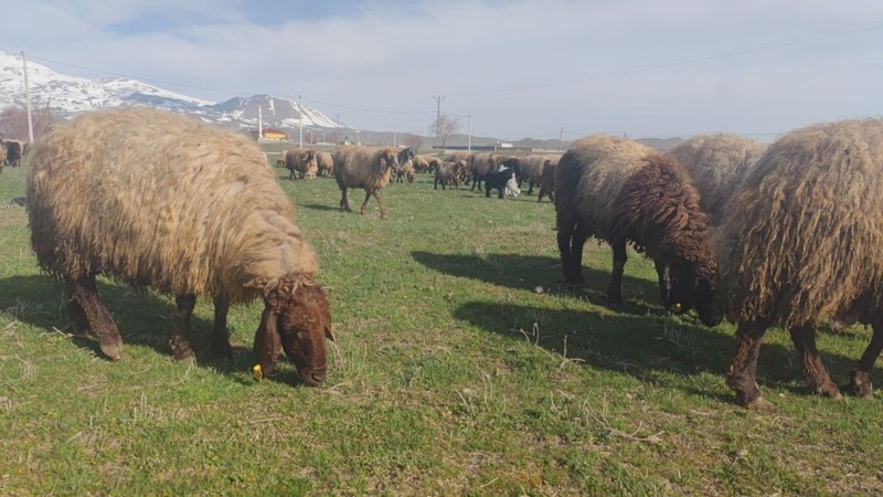 Havalar ısındı koyunların mera mesaisi başladı! Yem maliyetinden kurtulan üretici memnun - Resim: 4