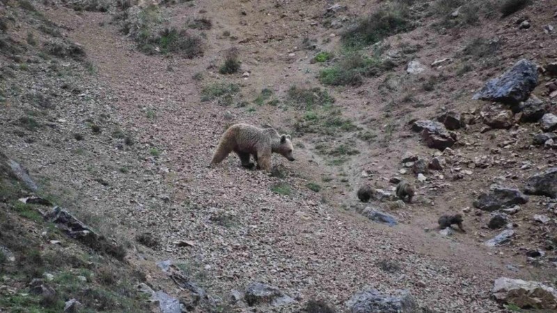 Tunceli'de kent merkezine yakın yerde ortaya çıkan hayvan panik yarattı. Kış uykusuna yatmadan önce tek bir şey yapıyordu - Resim: 2