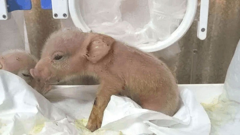 2 ayrı hayvandan aldıkları örnek ile tek bir hayvan yarattılar... Zorla dünyanın sonunu getirecekler. 2 ayrı hayvanı duyunca şaşıracaksınız - Resim: 1