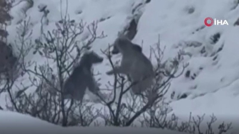 Erzincan’da karın ortasında aslında ortaya çıkmaması gereken bir hayvan ortaya çıktı. Türkiye buna hazır değil. 3 tanesi peş peşe geldi - Resim: 1