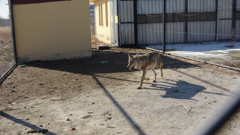 Van'da günlerdir kafeste tutulan doğanın dev yırtıcısının artık doğaya salınma zamanı geldi. Kafesinde yerinde duramıyor - Resim: 2