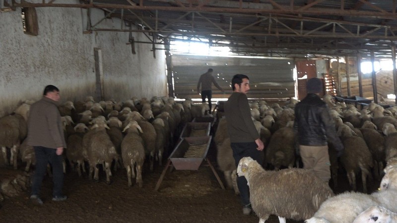 Yozgat'ta 30 seneden beri koyun besleyen aile, Türkiye için tehlikeyi duyurdu. Yakında etkisi hepimize olacak - Resim: 4