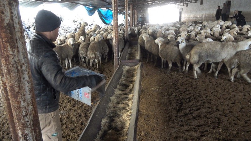 Yozgat'ta 30 seneden beri koyun besleyen aile, Türkiye için tehlikeyi duyurdu. Yakında etkisi hepimize olacak - Resim: 2