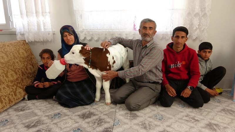 Adıyaman'da 35 yıllık besici, ölmek üzere olan buzağıya kıyamadı. Şimdi birlikte yaşıyorlar - Resim: 5