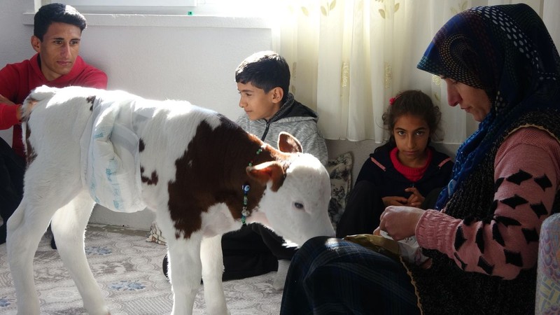 Adıyaman'da 35 yıllık besici, ölmek üzere olan buzağıya kıyamadı. Şimdi birlikte yaşıyorlar - Resim: 4