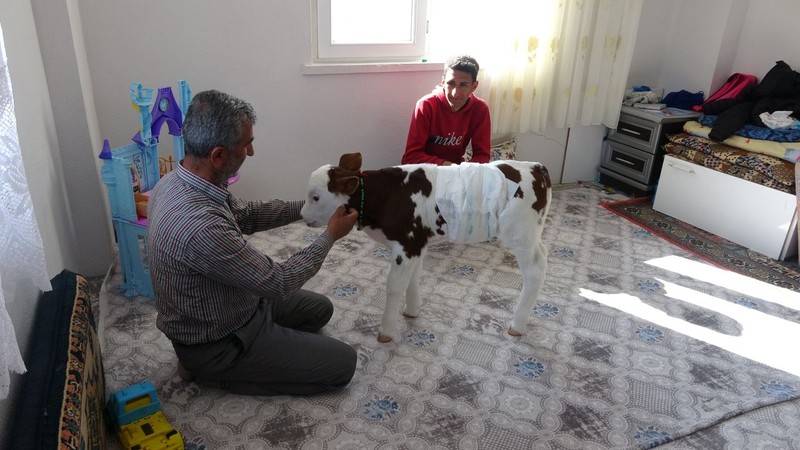 Adıyaman'da 35 yıllık besici, ölmek üzere olan buzağıya kıyamadı. Şimdi birlikte yaşıyorlar - Resim: 3