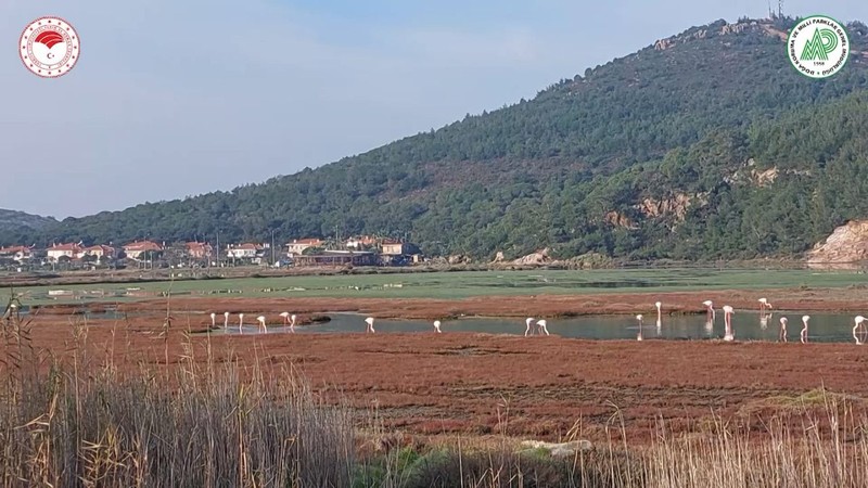 Bursa'da 35, Yalova'da 42 tanesi teker teker doğaya bırakıldı. O hayvan türü 35 ile 42 tane gidip 100'lerce olup çoğalacaklar - Resim: 4