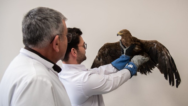 Konya'da doğada bulunan büyük yırtıcı hayvandan 1 tane görüldü. Hemen veterinere getirildi. Normalde Moğolistan'da yaşıyor - Resim: 4