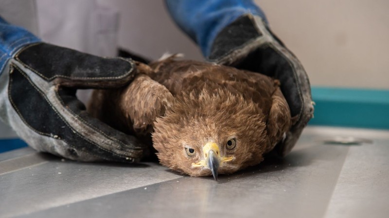 Konya'da doğada bulunan büyük yırtıcı hayvandan 1 tane görüldü. Hemen veterinere getirildi. Normalde Moğolistan'da yaşıyor - Resim: 3